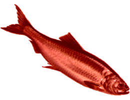 Red Herring